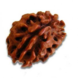 Rudraksh-Two Face-2 Mukhi Rudraksh-Certifide-Symbol of Shiva & Shakti - Round Shape